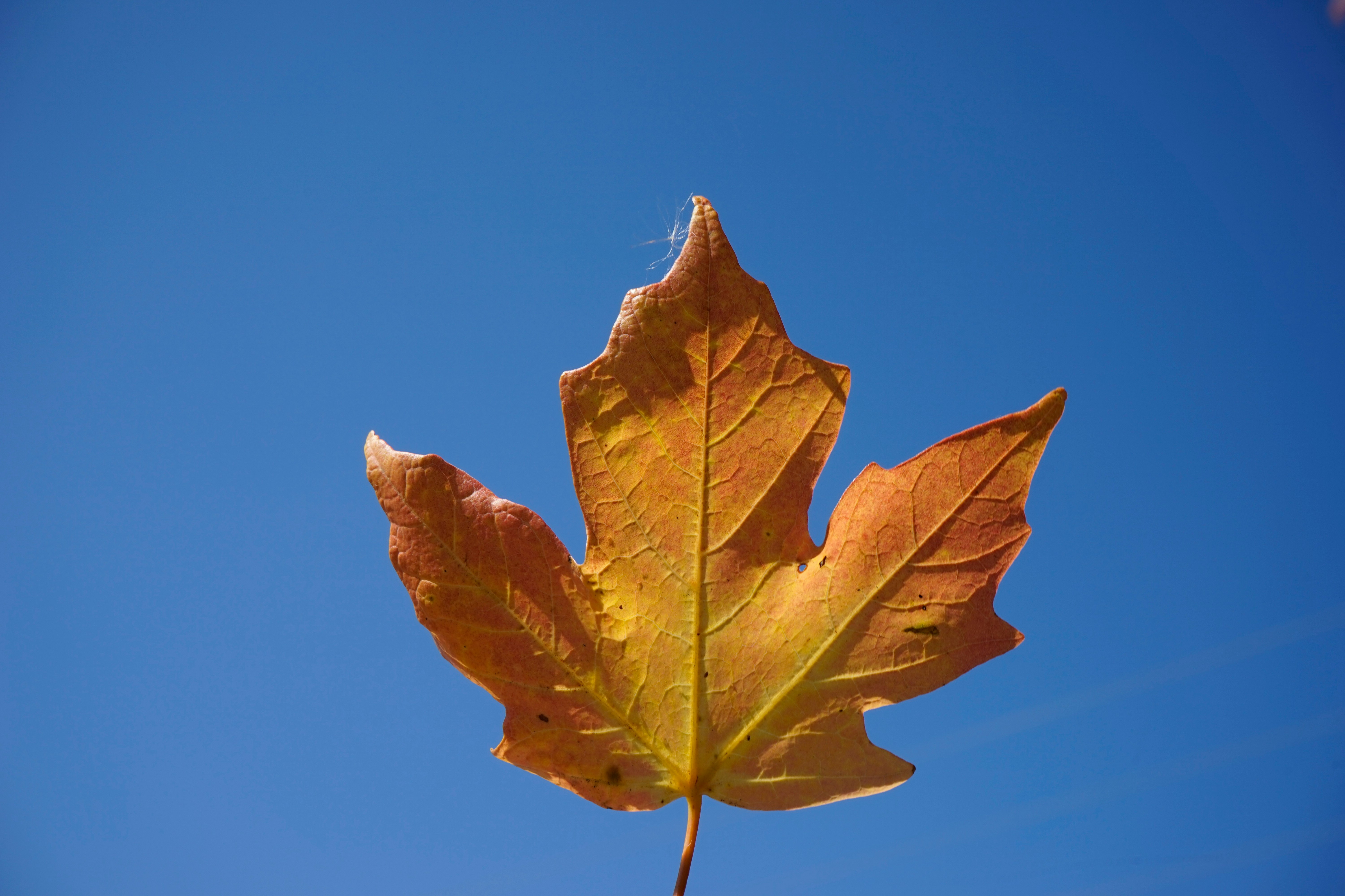 brown maple leaf under blue sky during daytime